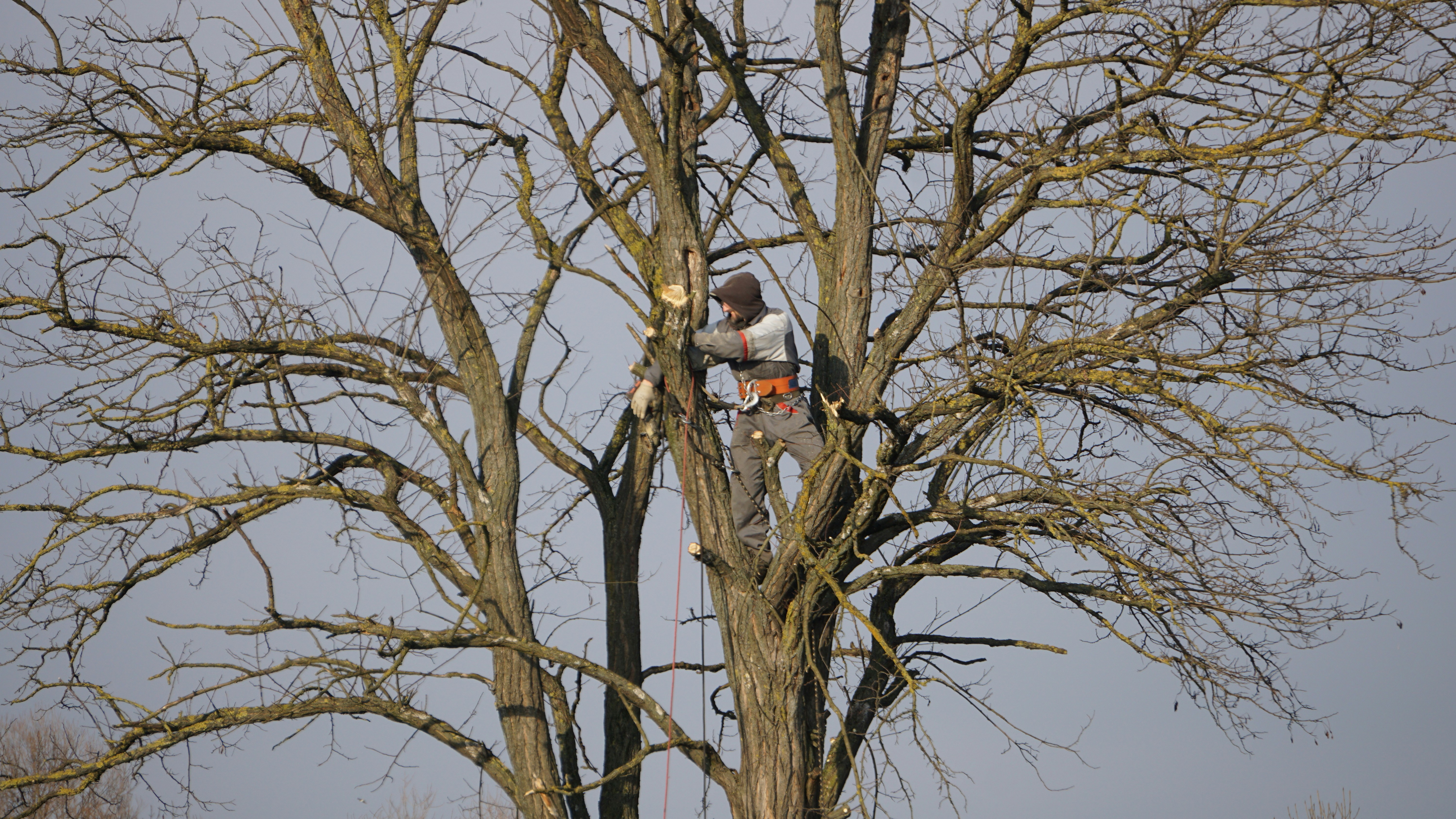 Démontage d'un grand arbre branche par branche par un grimpeur encordé