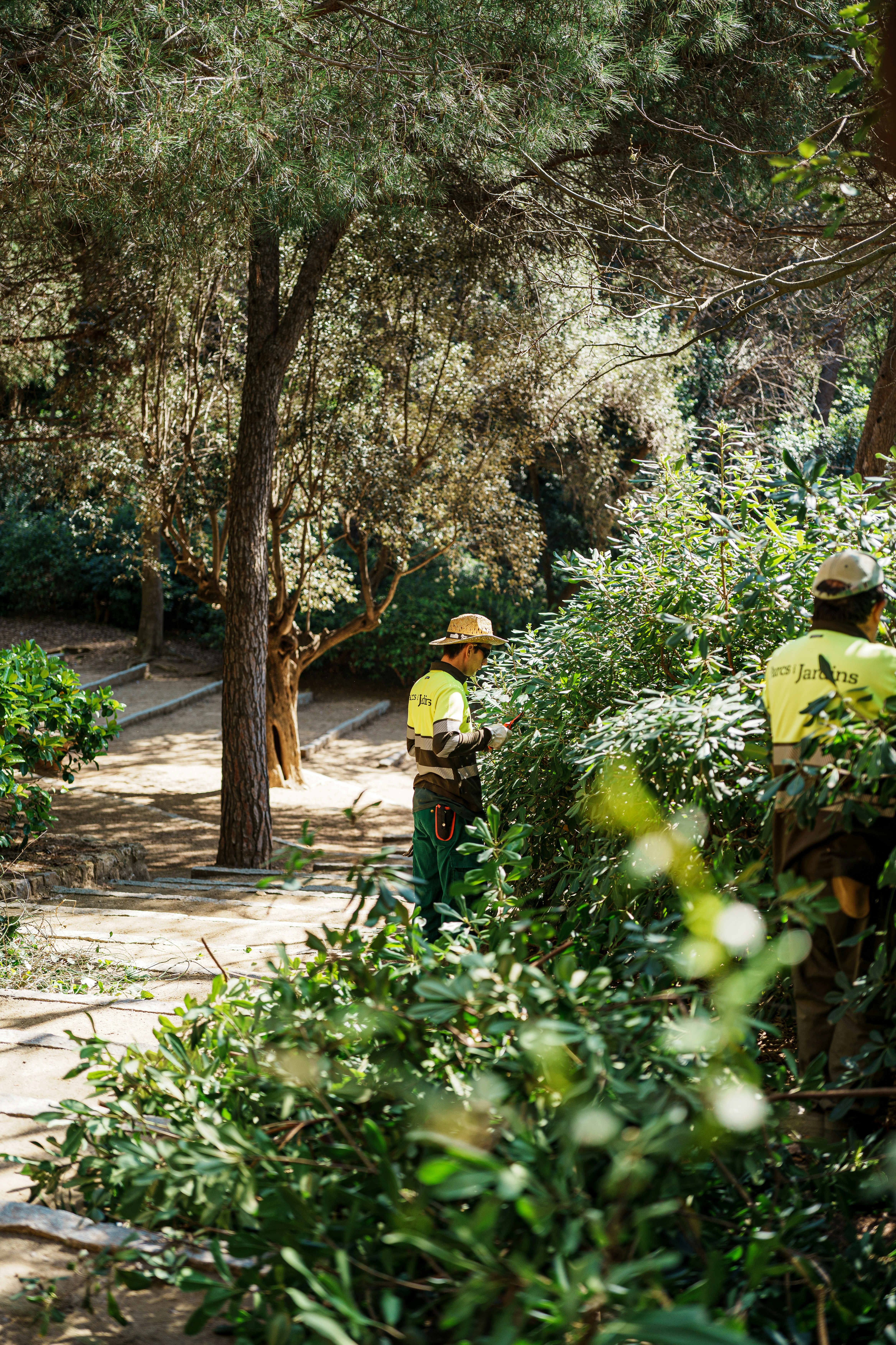 Jardiniers taillant une haie sous les pins, chantier propre