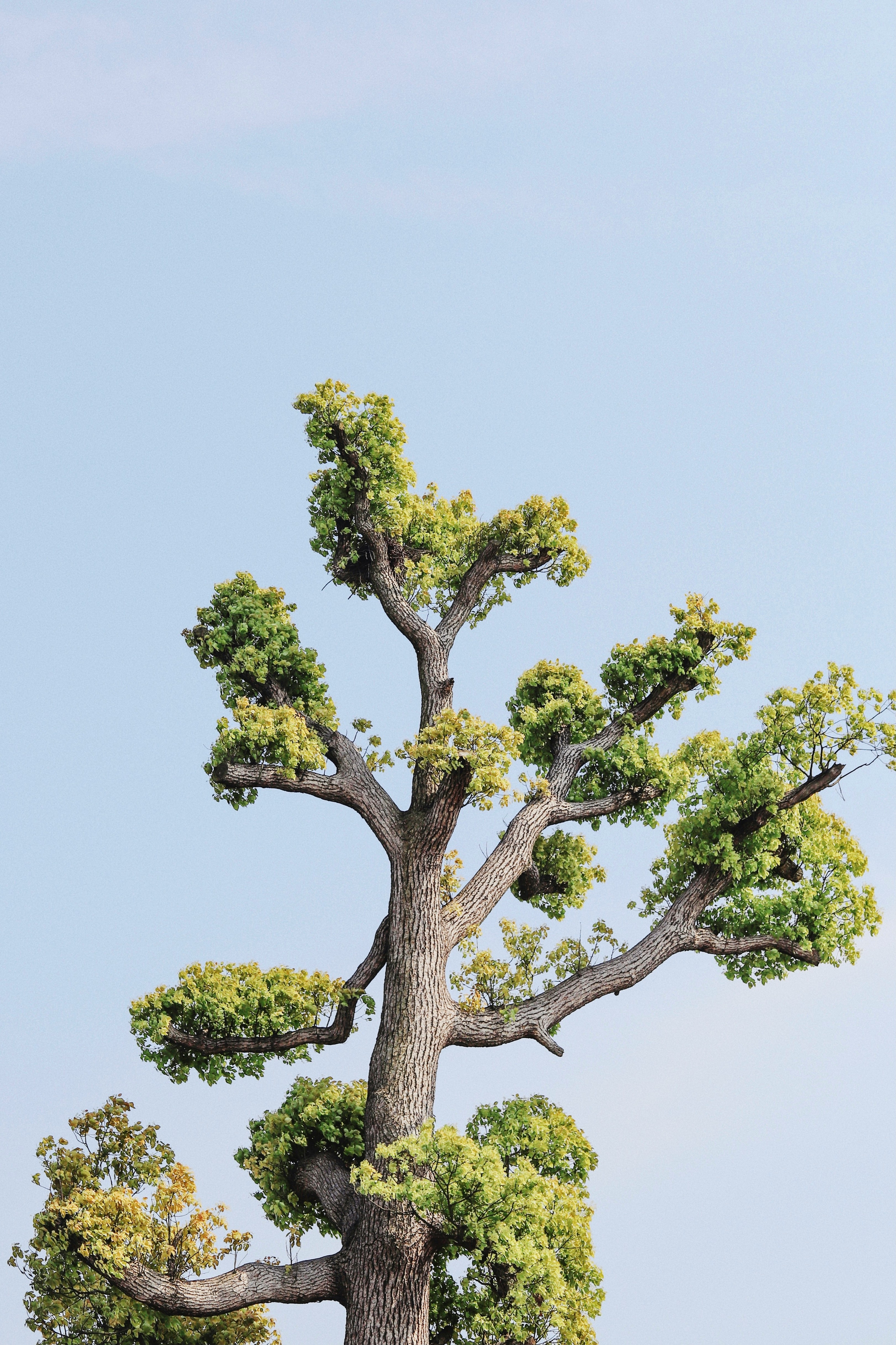 Arbre dense et encombré avant intervention d'élagage