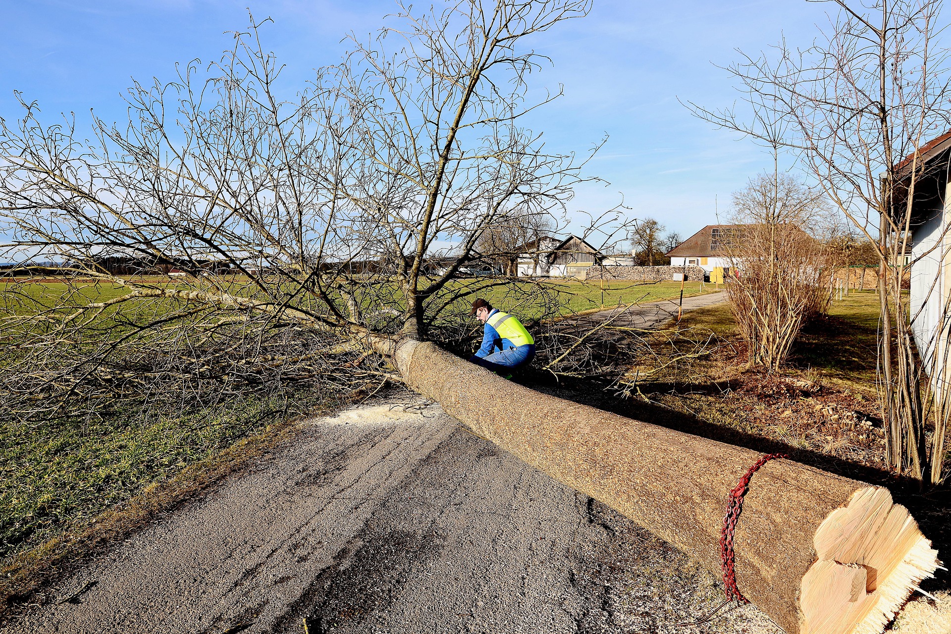 Grand arbre taillé avec soin se détachant sur le ciel